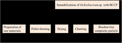 Immobilization of Ochrobactrum sp. on Biochar/Clay Composite Particle: Optimization of Preparation and Performance for Nitrogen Removal